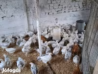 Chickens — ảnh 4