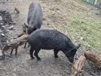母猪, Pigs — 照片 5