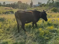 Mucca, Bovini — foto 3