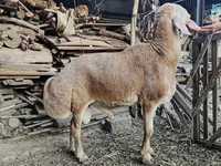 Խոյ, Arashan sheep — լուսանկար 2