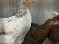 Chickens — عکس 4