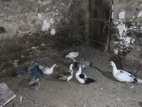 Inde orientale — photo 3