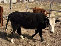 Krava, Latvian Blue cattle — foto 3
