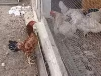 Chickens — عکس 2