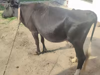 Ko, Russian Black pied cattle — foto 6
