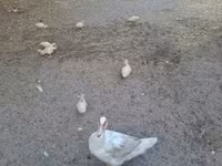 Ducks — fotografija 1