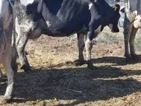 Lembu betina, Russian Black pied cattle — foto 1