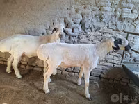 Beran, Ovce — foto 8
