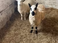 แกะตัวเมีย, Cerry Hill sheep — รูปภาพ 8