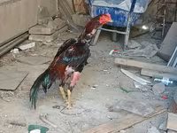Chickens — عکس 6