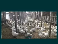 ليندا — الصورة 2