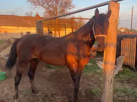 Koń, Orlov Trotter — zdjęcie 4