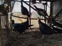 Turkeys — عکس 1