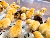 Quails — foto 1