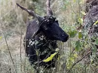 Pecora, Racka sheep — foto 7