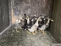 Ducks — 사진 4