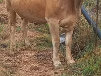 雌牛, Swiss cattle — 写真 5