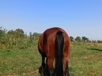 Klisna, Thoroughbred horse — foto 6