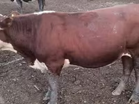 Dibi, Kazakh White-headed cow — sawirka 1