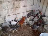 Gallina eslovena barrada — foto 1