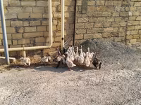 Geese — عکس 2