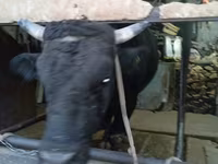 Tyre, Aberdeen-Angus — foto 5