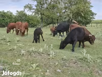 Lembu betina, Dexter — foto 5