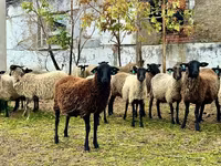 Montone, Romanov sheep — foto 5