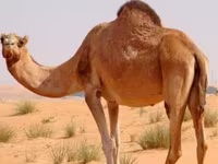 骆驼（批次，未指定性别）, Kazakh Bactrian camel — 照片 1