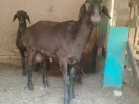 Berbec, Oi — foto 1