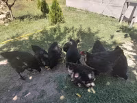 کوچین — عکس 1
