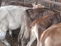 Ko, Simmental cattle — foto 3