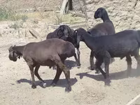 Ram, Sheep — photo 2