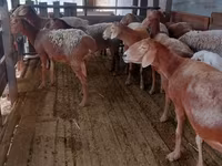 Kambing betina, Arashan sheep — foto 3