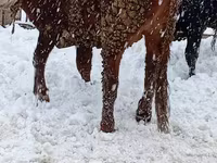 Býk, Simmental cattle — foto 2