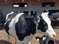 Lembu betina, Kazakh White-headed cow — foto 3
