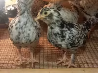 Bantam giapponese — foto 5