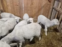 Kambing jantan, Merinoland sheep — foto 4