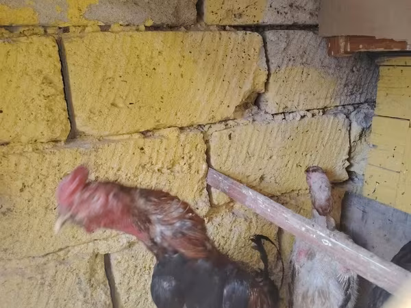 Chickens