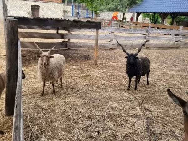 Beran, Racka sheep