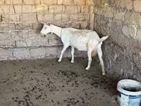 بز ماده, بز — عکس 6