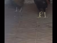 Japanski bantam — fotografija 2
