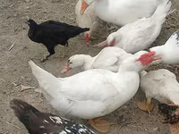 Ducks — foto 3