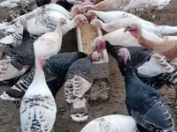 Turkeys — 写真 1