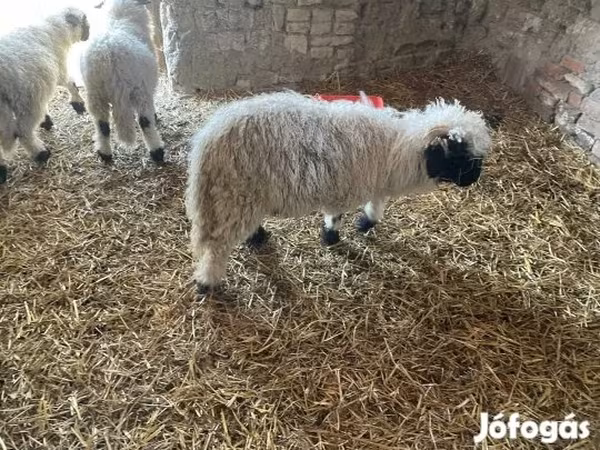 Beran, Wallis Country sheep