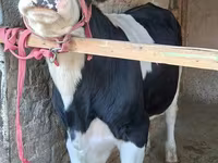 گاو نر, Simmental cattle — عکس 2