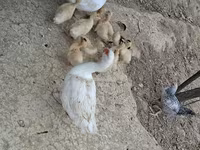 Ducks — Foto 1