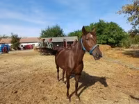مادیان, Standardbred — عکس 2