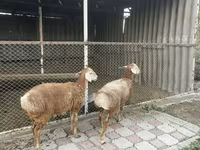 Oaie, Arashan sheep — foto 5