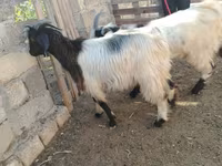 Cabro, Cabras — foto 2